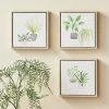 Dunelm Set Of 3 Plants Canvases